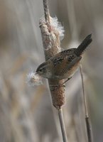 Marsh Wren - Cistothorus palustris