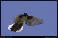 White-browed Fantail - Rhipidura aureola