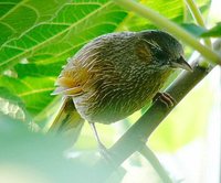 Streaked Laughingthrush - Garrulax lineatus