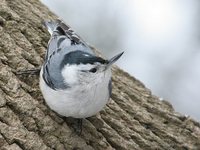 White-breasted Nuthatch - Sitta carolinensis