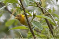 Rufous-headed Tanager - Hemithraupis ruficapilla