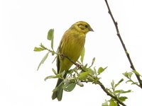 Yellowhammer - Emberiza citrinella