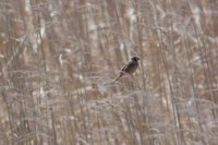 Ochre-rumped Bunting - Emberiza yessoensis