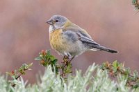 Gray-hooded Sierra-Finch - Phrygilus gayi