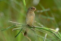 Double-collared Seedeater - Sporophila caerulescens