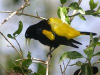 Yellow-rumped Cacique - Cacicus cela