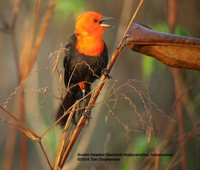 Scarlet-headed Blackbird - Amblyramphus holosericeus