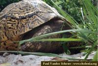 Leopard Tortoise, Geochelone pardalis babcocki