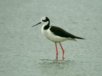 White-backed Stilt (Nick Athanas)