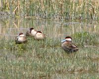 Puna Teal