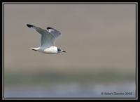 Franklin's Gull