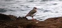 Andean Lapwing