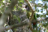 Scaly-headed  parrot   -   Pionus  maximiliani   -   Pappagallo  testasquamata