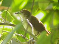 Yellow-chinned /Yellow-throated spinetail