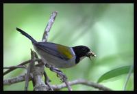 Golden-Winged Sparrow, Arremon schlegeli