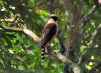 Laughing Falcon  