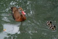 Black Bellied Whistling Duck and Ducklings