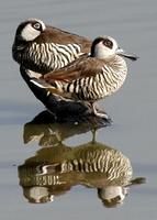 Pink-eared Ducks