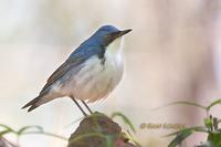 Siberian Blue robin C20D 03189.jpg