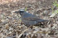 Siberian thrush C20D 03143.jpg