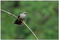 Oriental Cuckoo