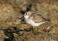 Bécasseau          semipalmé (Calidris pusilla)