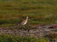 Whimbrel (Numenius phaeopus)