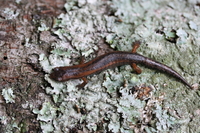 : Bolitoglossa morio