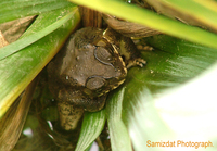 : Bufo melanostictus; Gold Toad, Asian Toad;