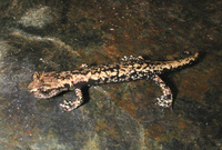 : Hydromantes platycephalus; Mount Lyell Salamander