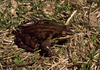 : Rana amurensis; Siberian Wood Frog