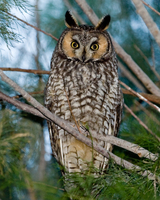 : Asio otus; Long-eared Owl