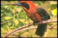 : Baryphthengus martii; Rufous Motmot