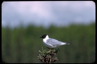 : Larus philadelphia; Bonaparte's Gull