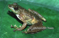 : Staurois tuberilinguis