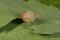 : Andricus atrimentus; Striped Volcano Gall Wasp;