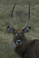 : Kobus ellipsiprymnus defassa; Defassa Waterbuck