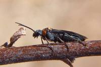 : Dolerus unicolor; Sawfly