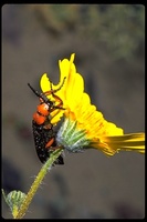 : Lytta sp.; Blister Beetle