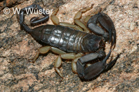 : Hadogenes phyllodes; Flat Rock Scorpion