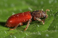 : Zenodosus sanguineus