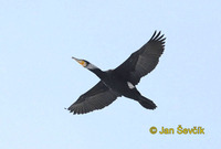 Photo of kormorán velký, Great Cormorant, Kormoran, Phalacrocorax carbo