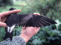 Leach's Storm Petrel, Oceanodroma leucorhoa