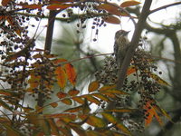 Picoides kizuki Japanese Pygmy Woodpecker コゲラ