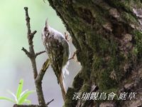 Certhia familiaris Eurasian Treecreeper 旋木雀 015-044