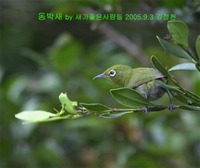 동박새 whiteeye