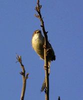 キンメセンニュウチメドリ Yellow-eyed Babbler Chrysomma sinense