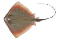 Bluespotted Maskray - Dasyatis kuhlii