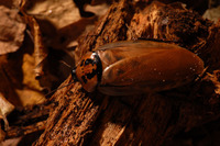 Eublaberus distanti - Four-spot roach