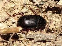 Amara equestris